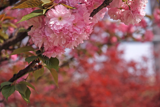 几朵樱花