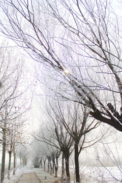冬季的枯树