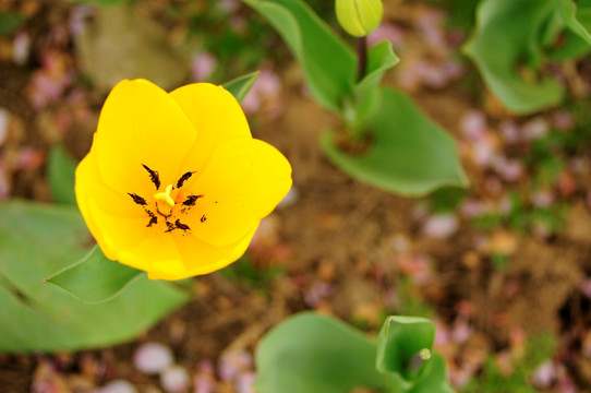 黄色郁金香花蕊