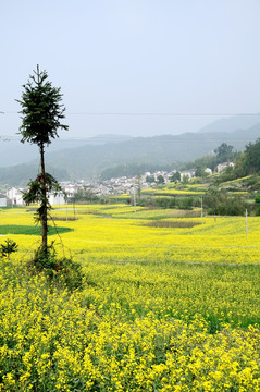 油菜花