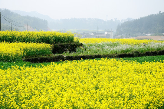 油菜花