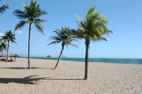 沙滩 椰子树