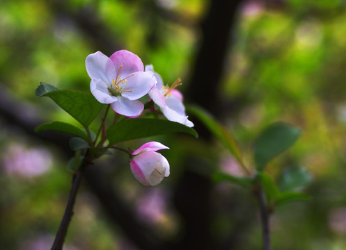 海棠花