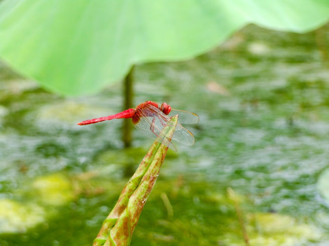 红蜻蜓 荷塘小品