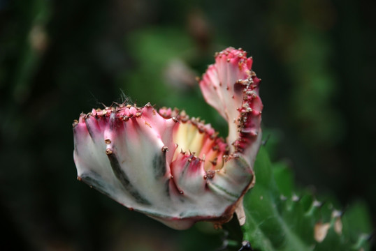 仙人掌花