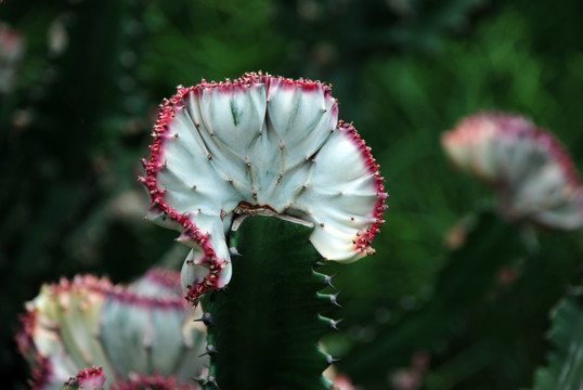 热带植物  仙人掌花