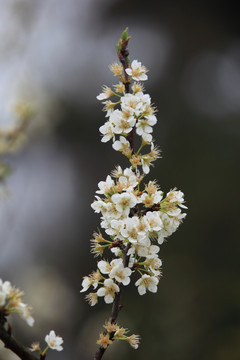 梨花