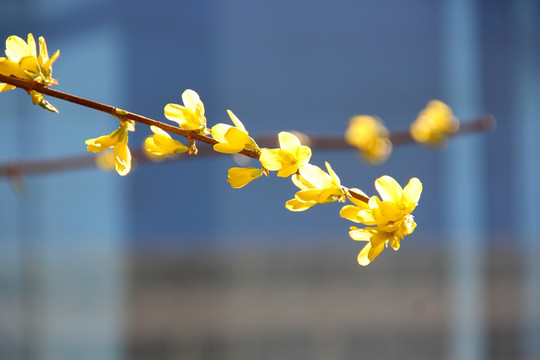 迎春花 黄色花朵 春天花朵