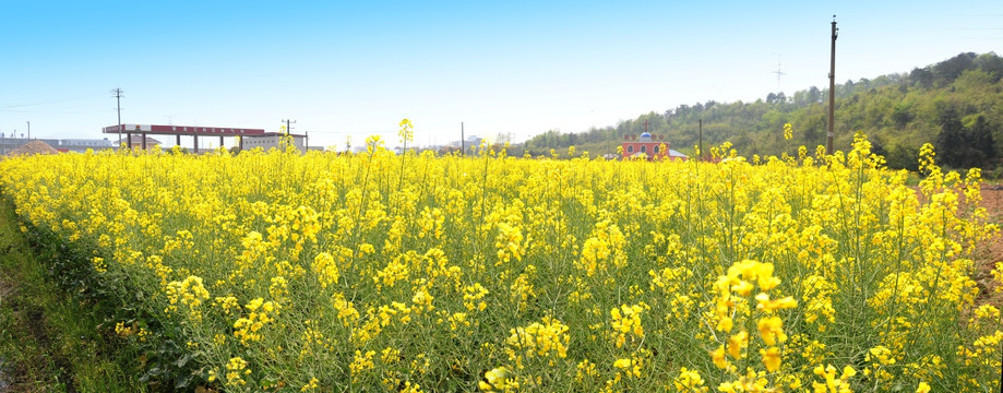 田园油菜花