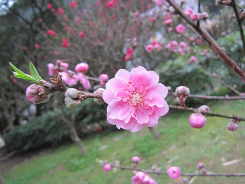 桃花