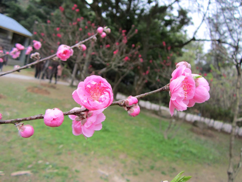桃花