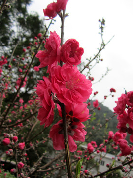 桃花