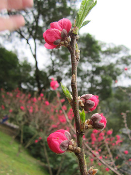 红色桃花
