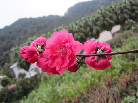 桃花