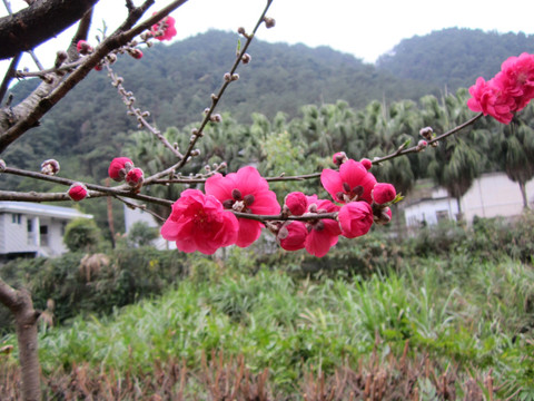 一支花