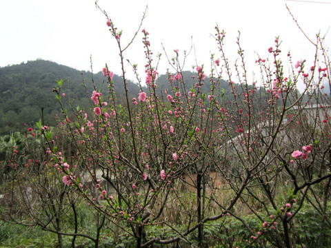 花卉