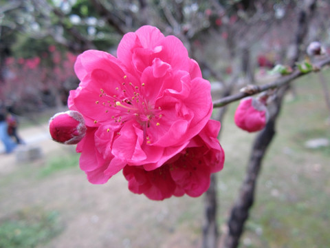 红色桃花