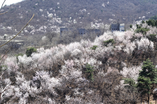 山中桃花