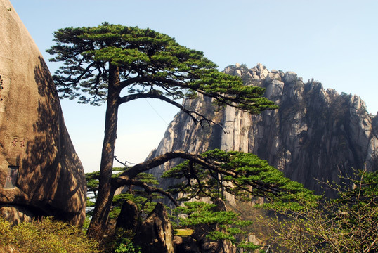 黄山 迎客松