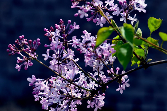 丁香花