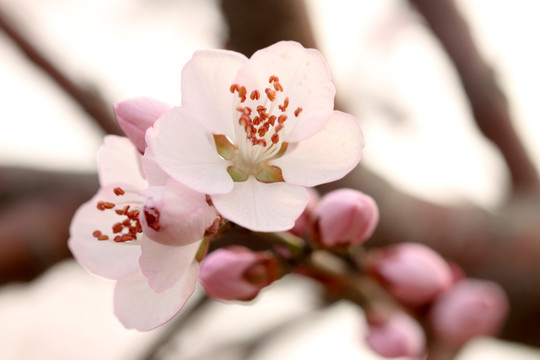 杏梅花 花蕊 春花烂漫