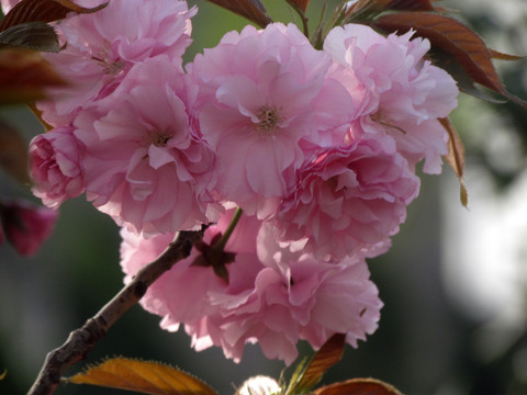 樱花