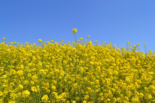 油菜花