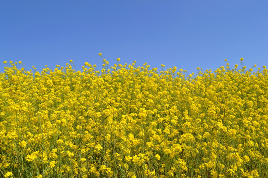 油菜花