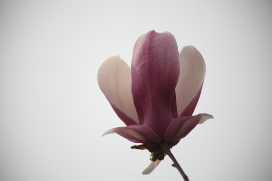 玉兰