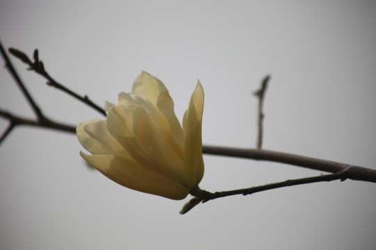 玉兰