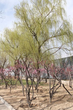 春天的柳树柳枝