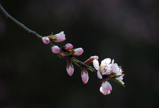 桃花