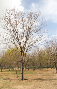 冬季公园榆树