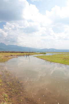 云南丽江拉市海湿地风景