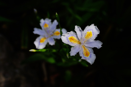 鸢尾花