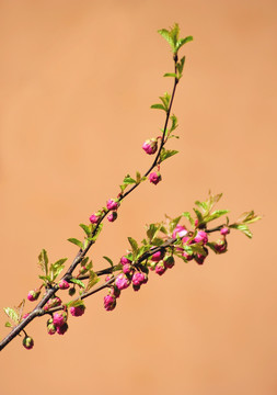 碧桃花