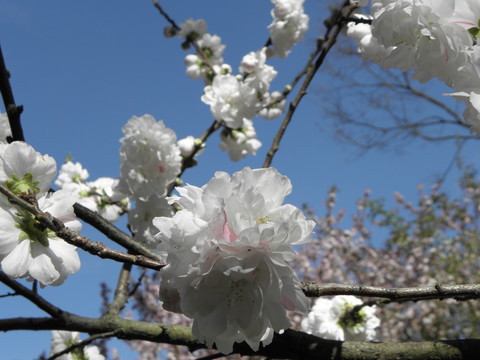 日本樱花