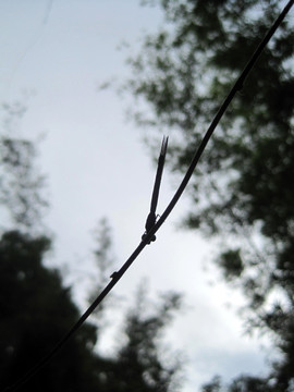 蜻蜓 树枝剪影