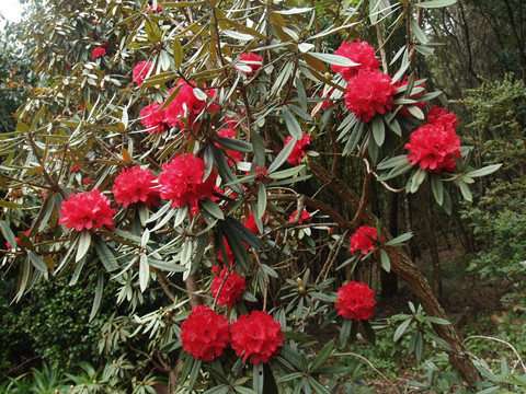 马樱花 花