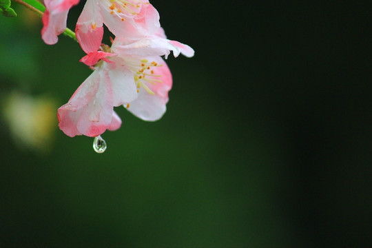海棠花