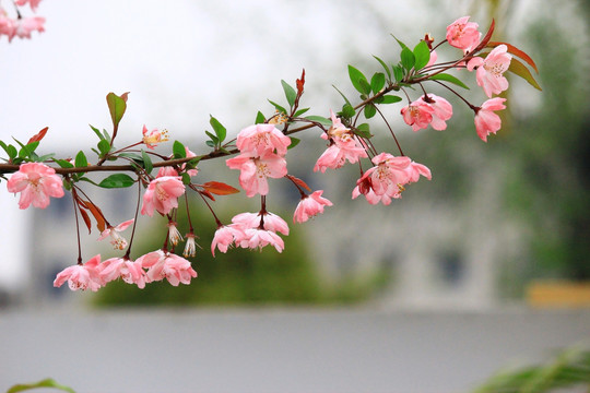 海棠花