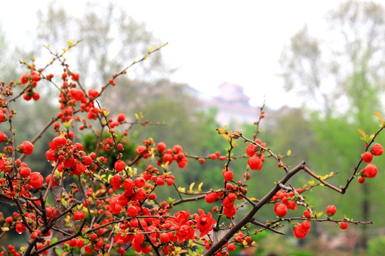 玉兰花开 玉兰花 红玉兰 花卉