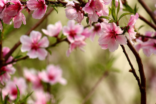 桃花