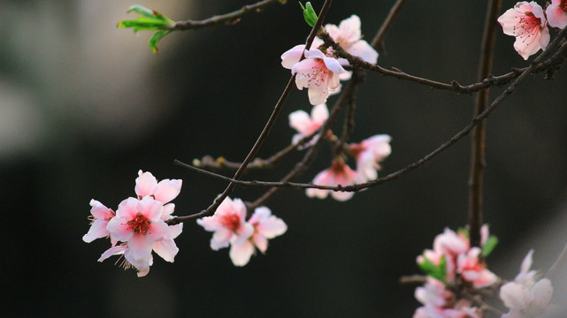 桃花