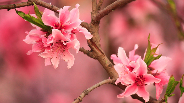桃花