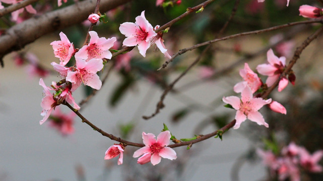 桃花