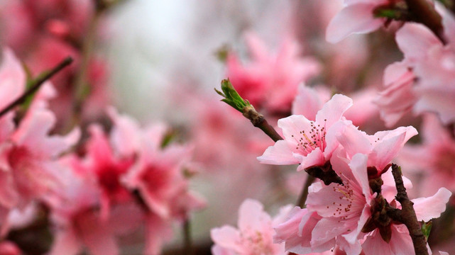 桃花
