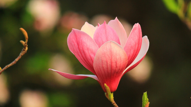 玉兰花开