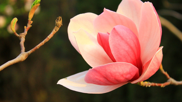 玉兰花开