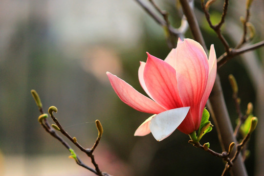玉兰花开